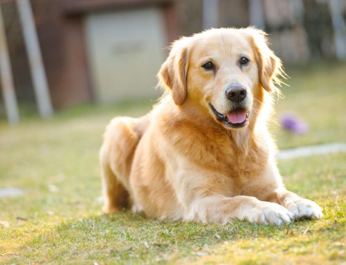 Como se comunican los Perros