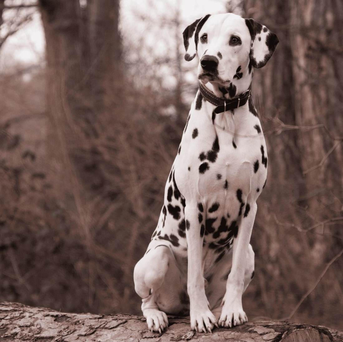 Colección Piel Funda Antiparasitaria Hebilla Rulo para perros