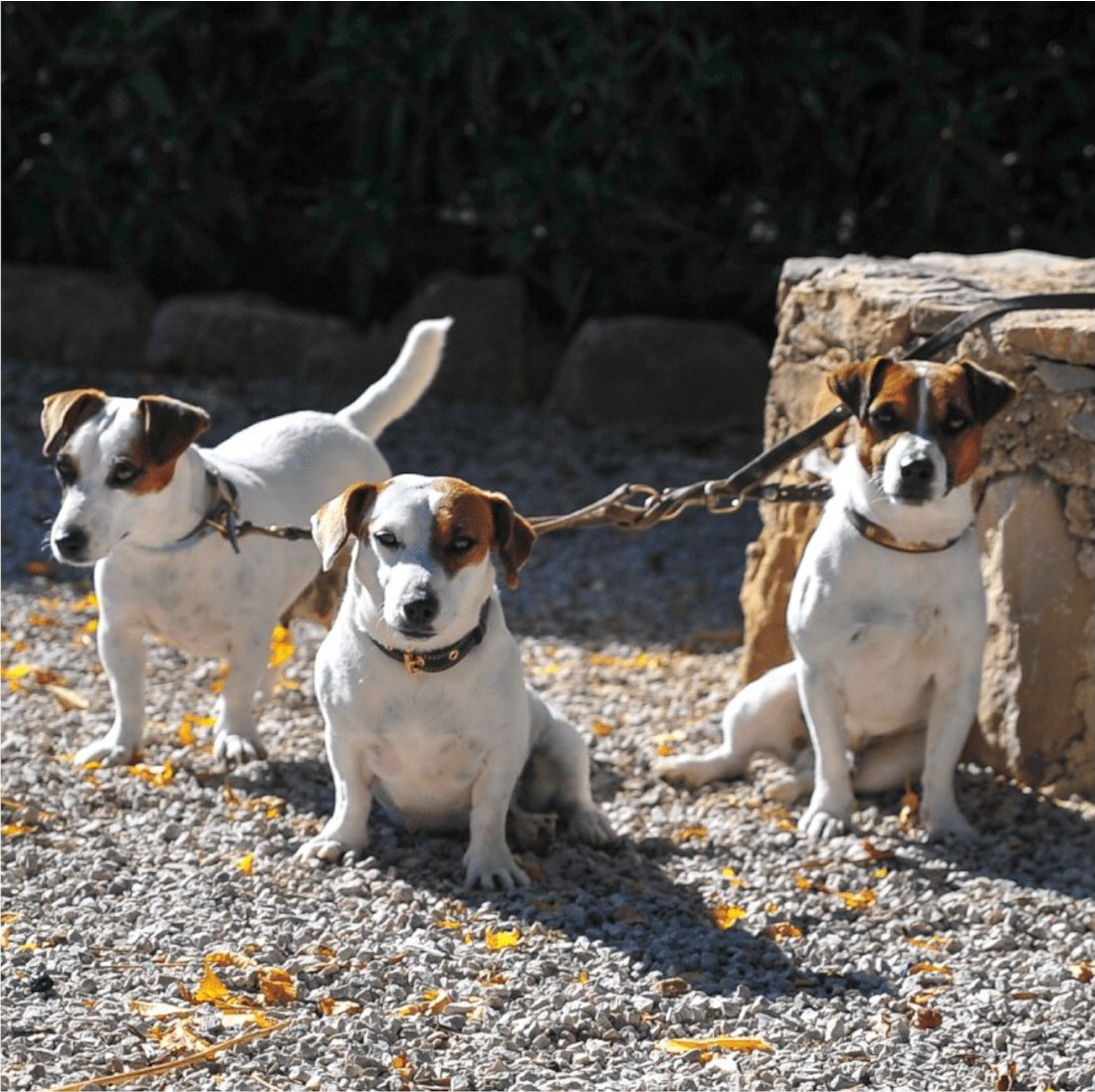 Colección Piel Funda Antiparasitaria Rulo Personalizada para perros