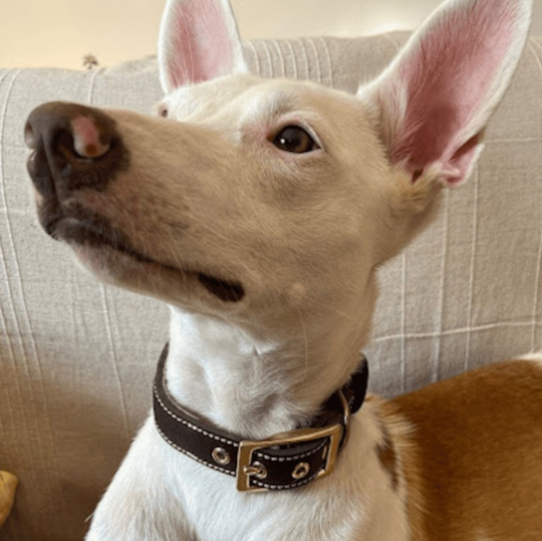 Colección Piel Funda Antiparasitaria Hebilla Alemana Latón para perros