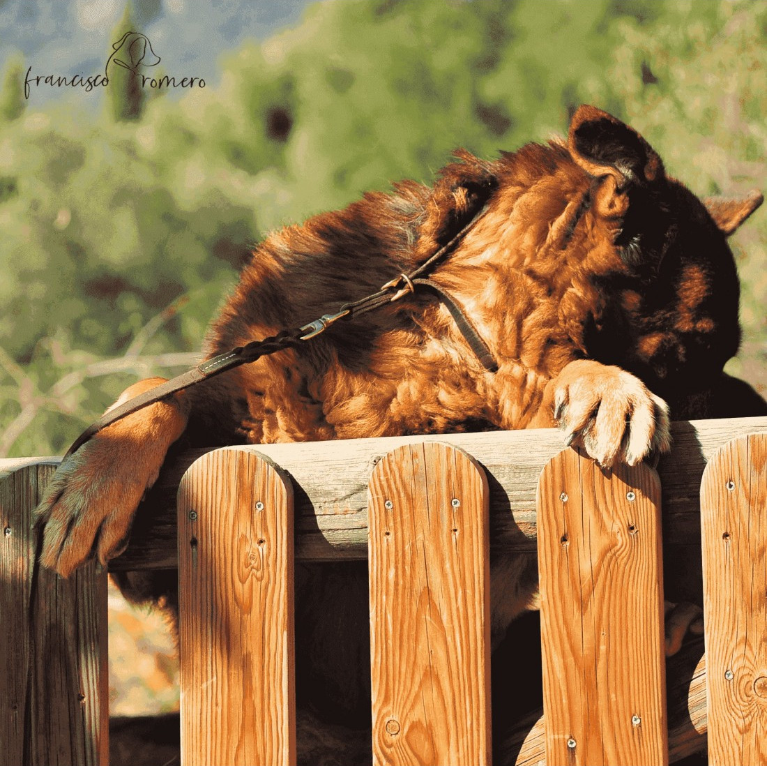 Colección Correas con Collar Incorporado Piel Engrasada para perros