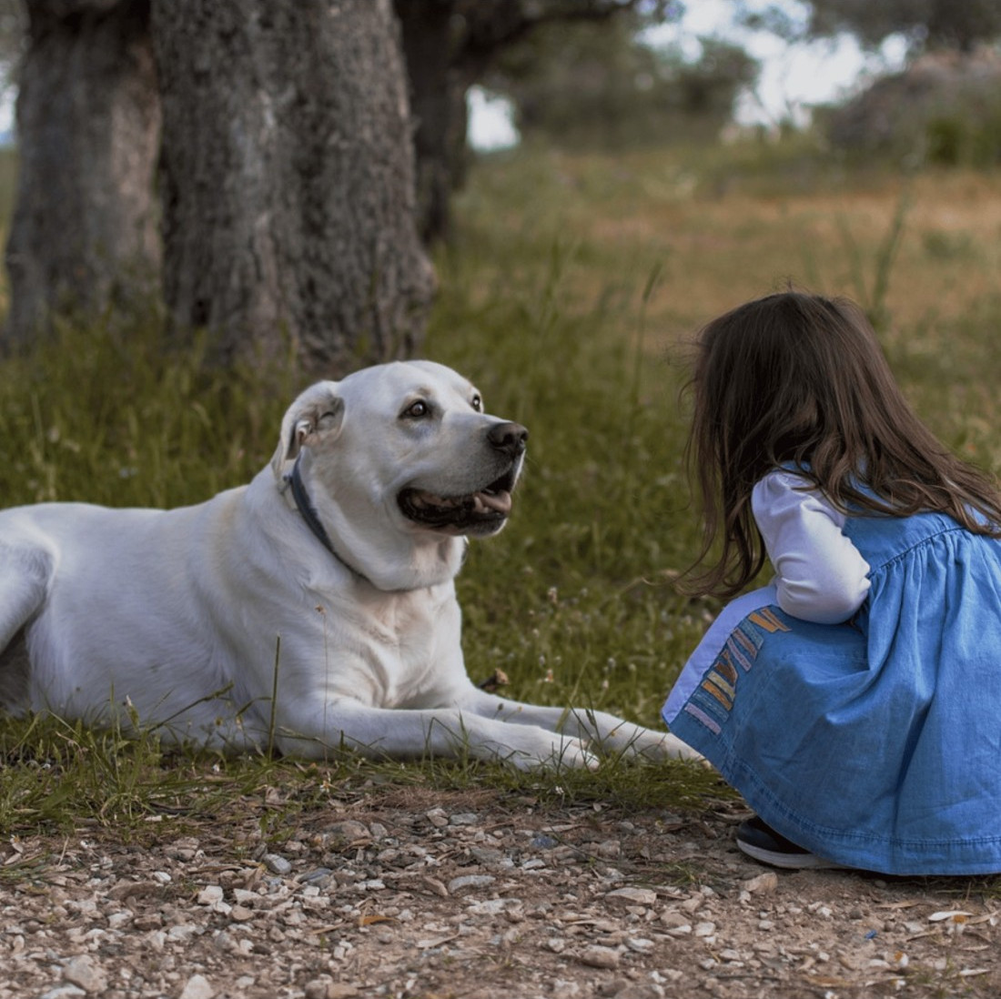 Colección Piel para perros de Razas Grandes
