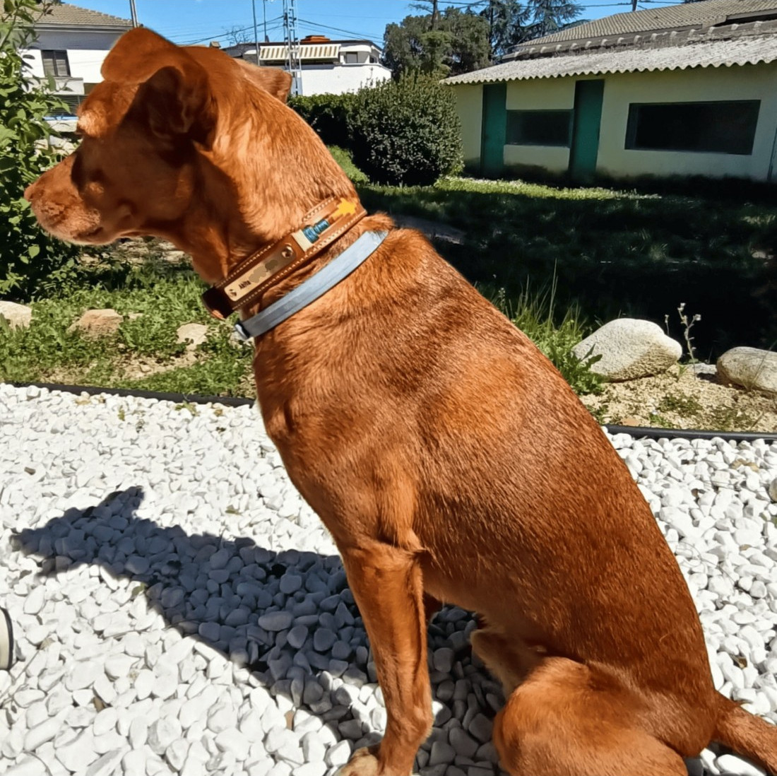 Colección Piel Bordado Argentino para perros