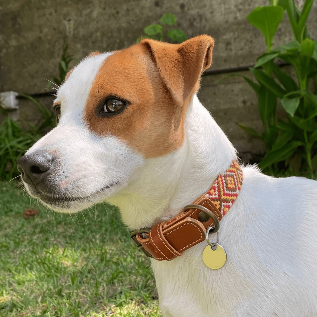 Colección Piel Mosaico Africano para perros