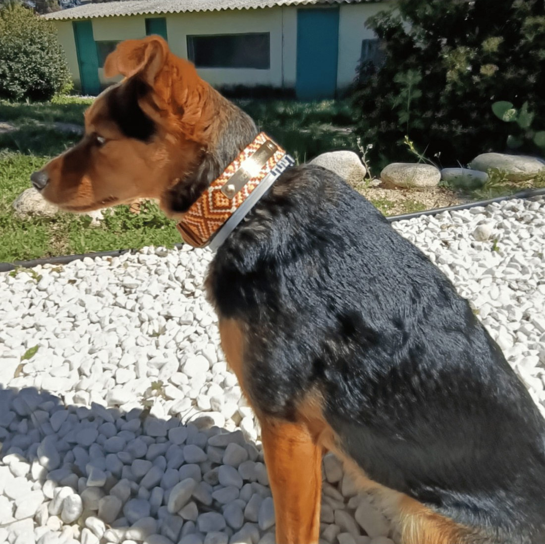 Colección Piel Mosaico Africano Personalizada para perros