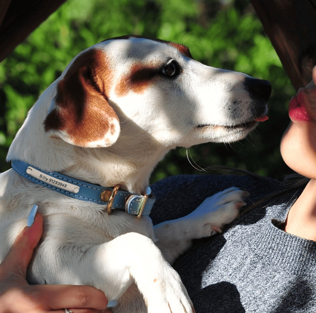 Collares personalizados para perros
