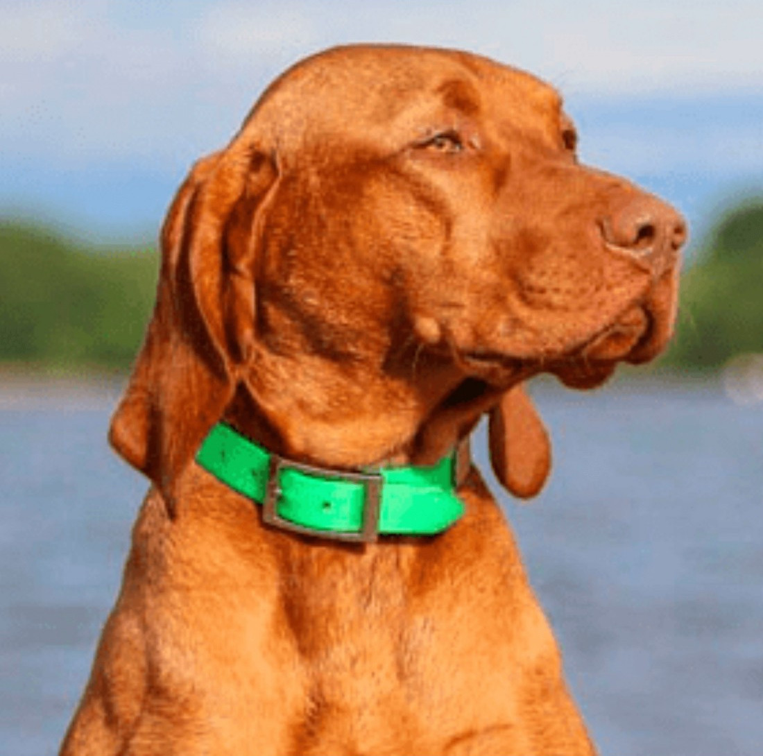 Collares Biothane - Francisco Romero, correas y collares para perros