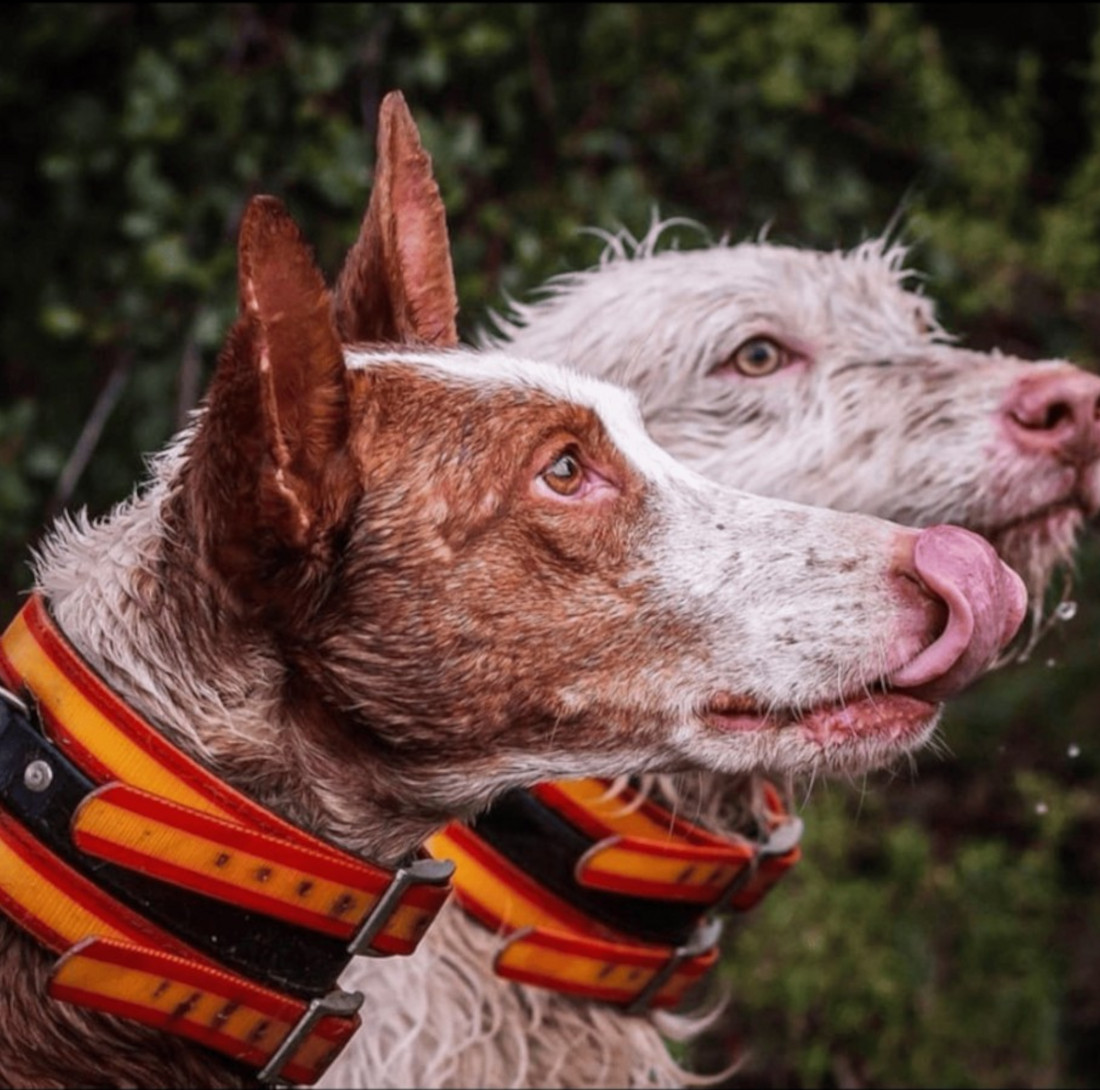 Collares Rehala y Caza - Francisco Romero, collares perros