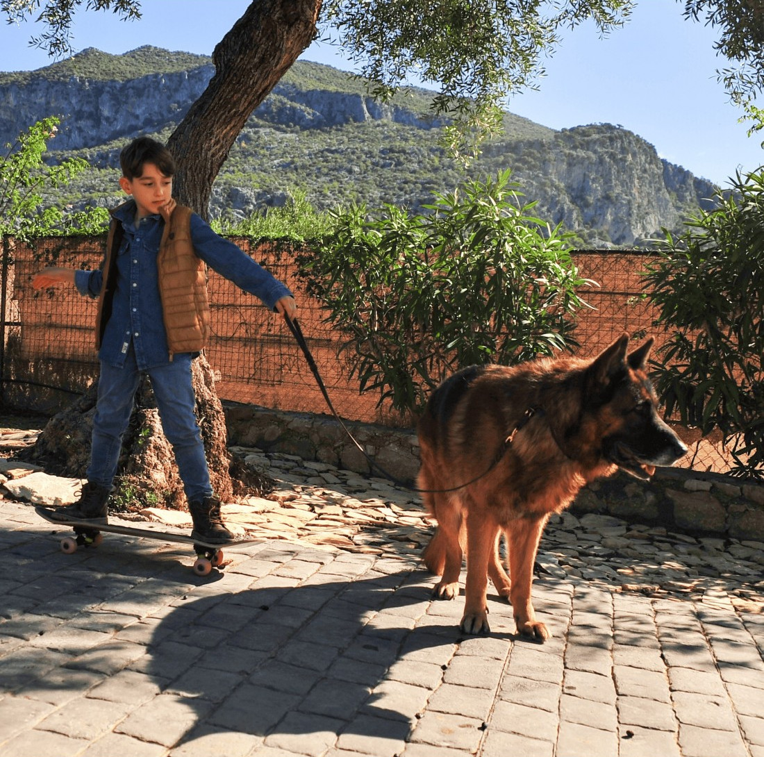 Collares de piel para perros - Francisco Romero, collares perros