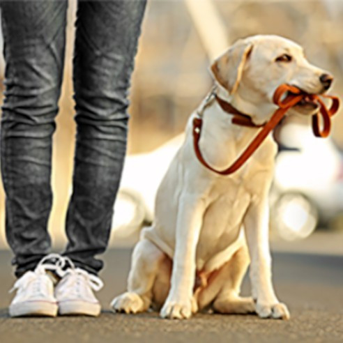 Colección piel para perro