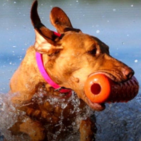 Colecciones Biothane para perros