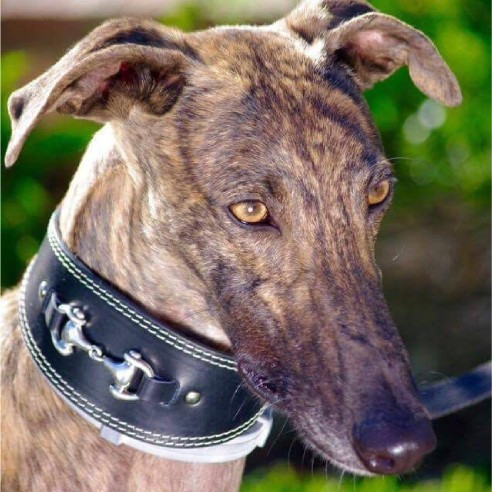 Colecciones galgos
