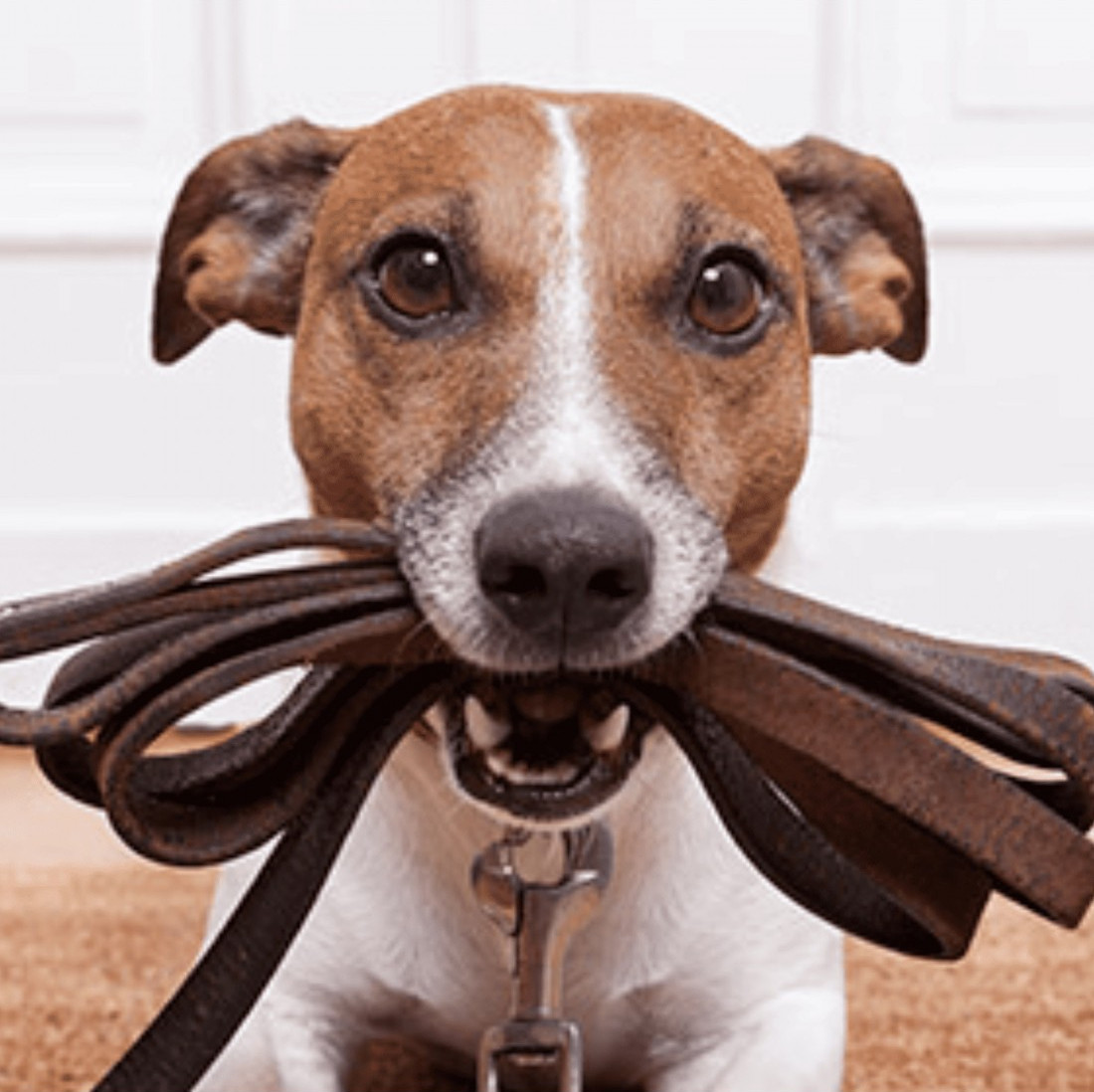 Colección 10x4 Piel Engrasada para perros