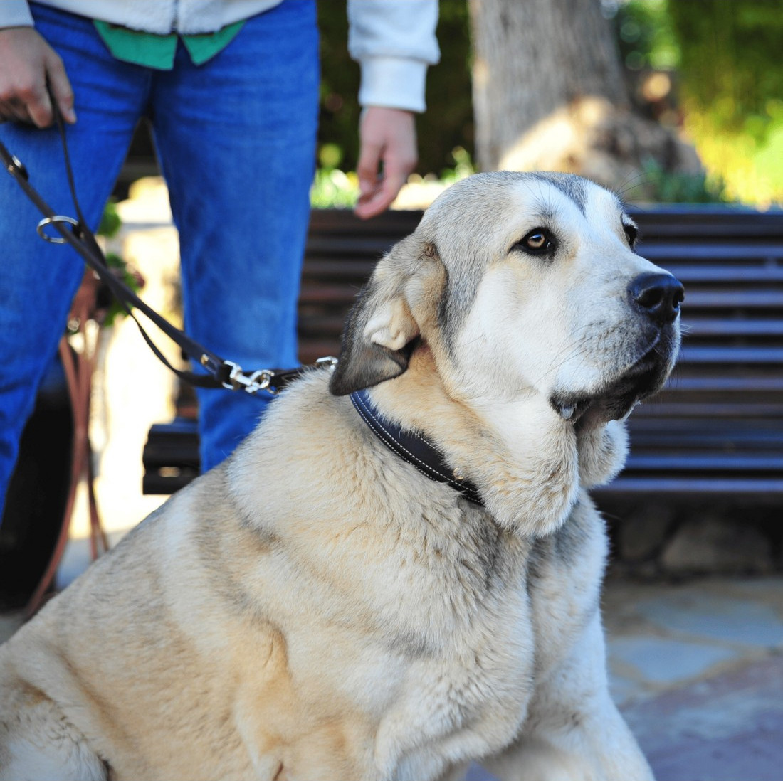 Colección Premium Alta Resistencia para perros