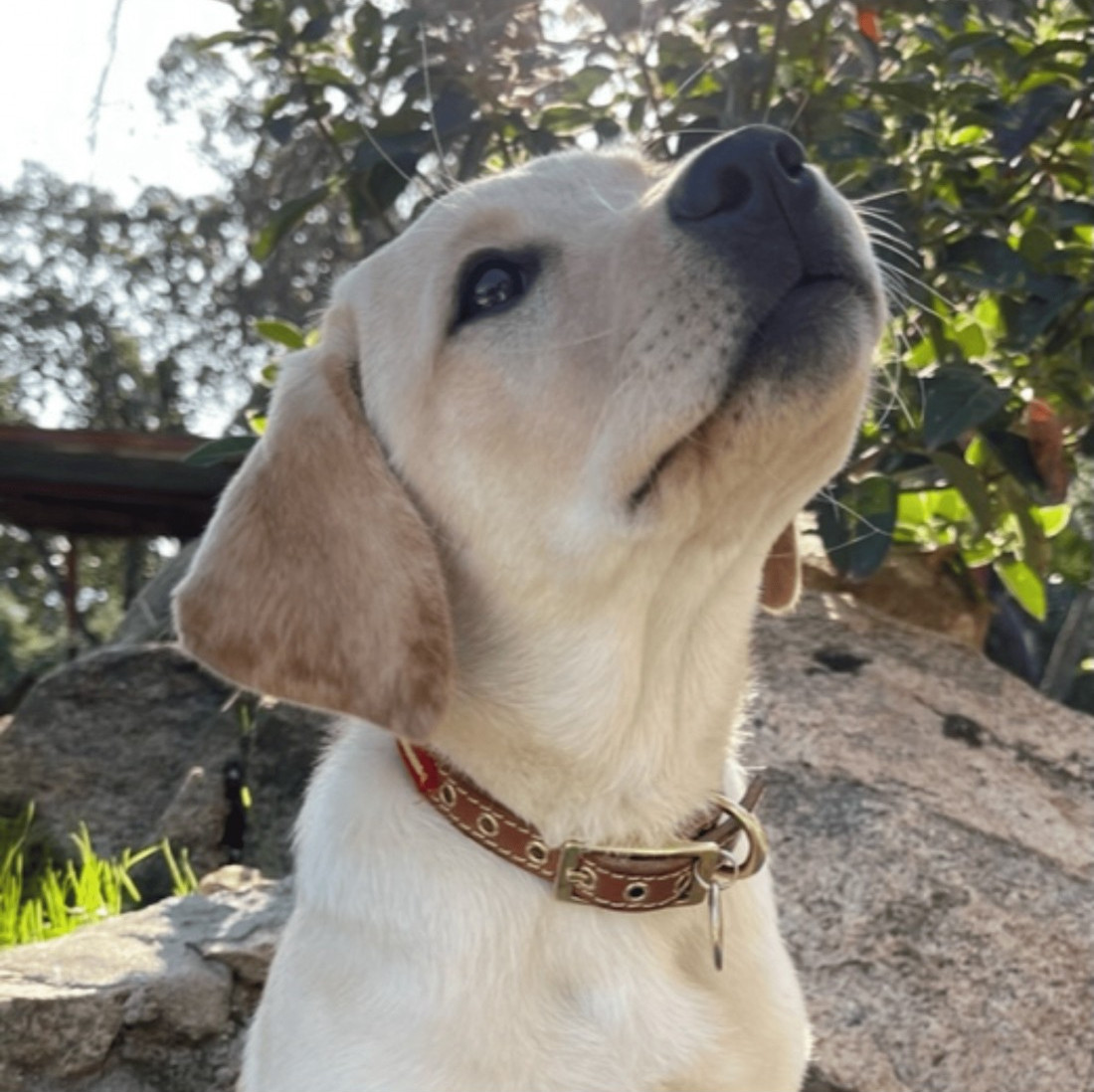 Colección Doble Piel Vaquetilla Herrajes de Latón Bandera España para perros
