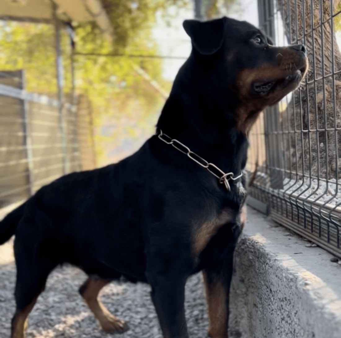 Collares metálicos para perros