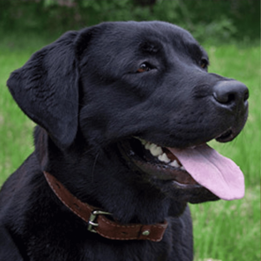 Colección Piel Vaquetilla Rulo Personalizada para perro