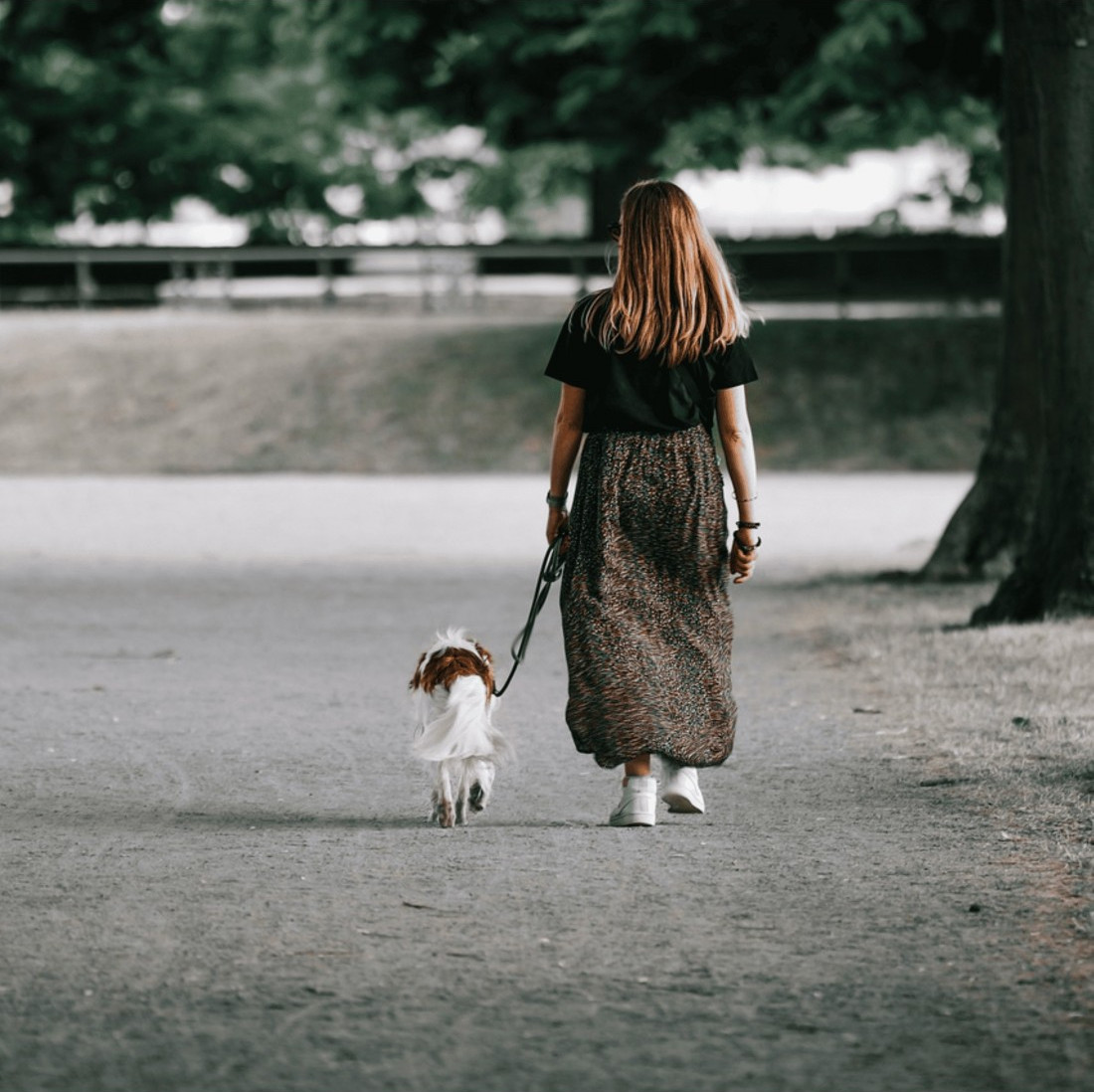Colección Doble Piel de Vaquetilla Herrajes de Níquel para perros