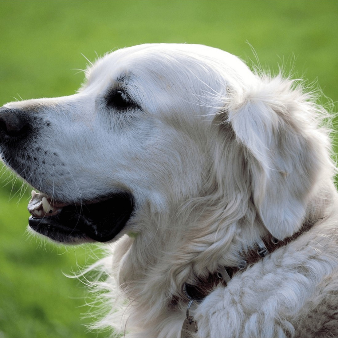 Colección Piel Vaquetilla Herrajes Níquel Personalizada para perro