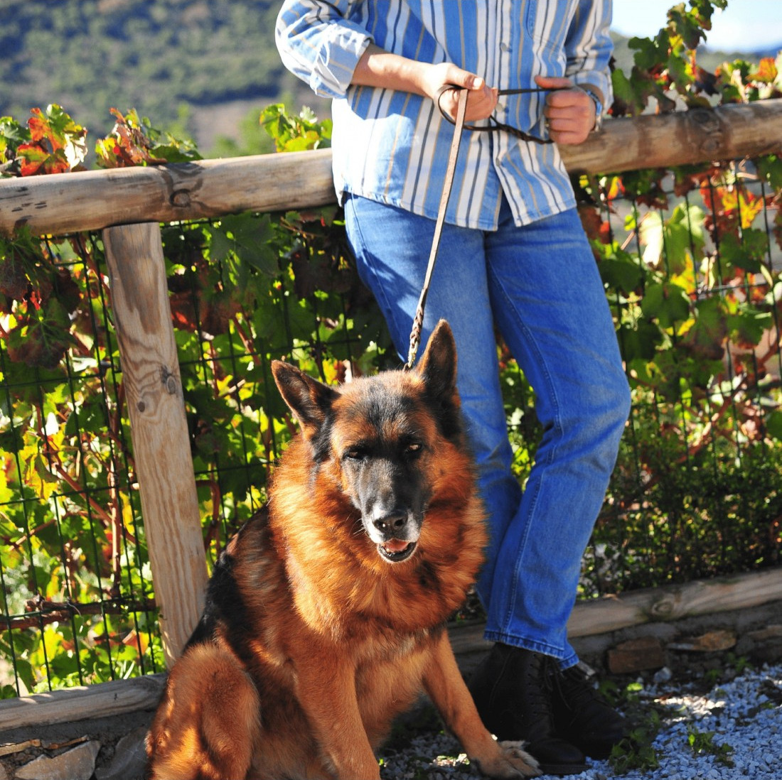 Colección Piel Engrasada con Quita vueltas para perros