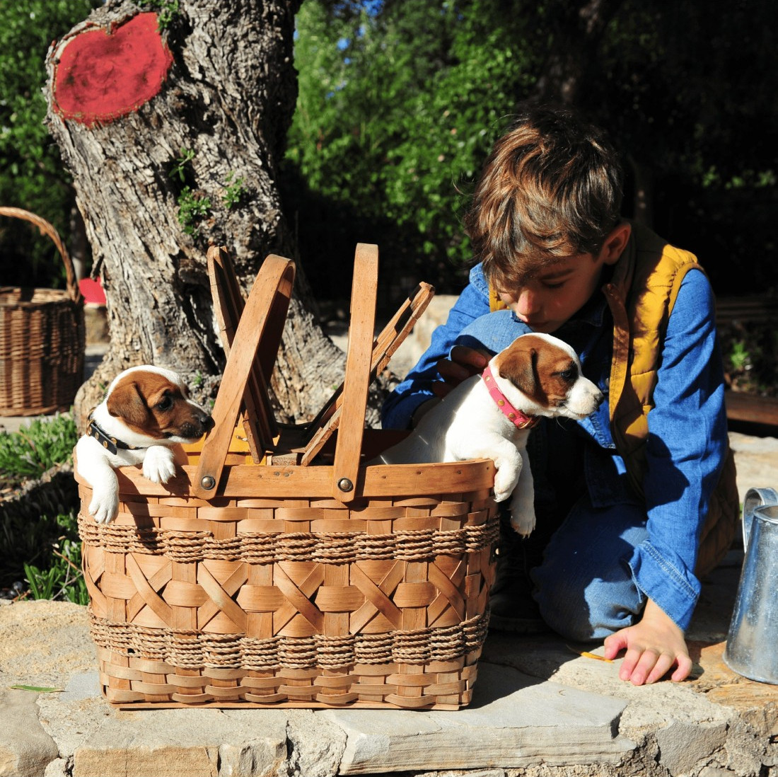 Colección Piel Faxion Puppy para cachorros
