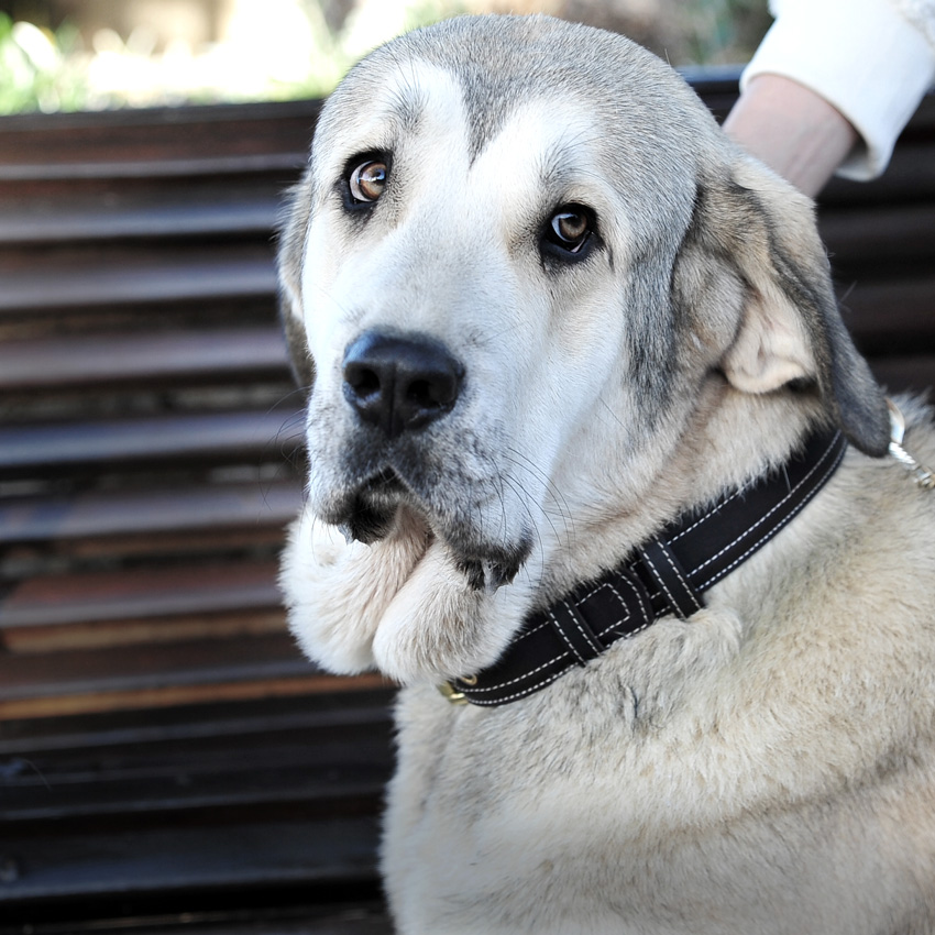 Collares para Perros para Mascota (Hechos a Mano)
