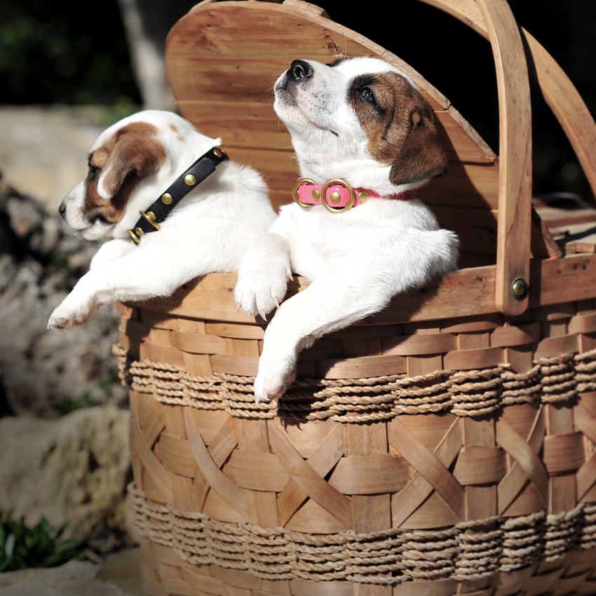 Collares para Perros para Mascota (Hechos a Mano)