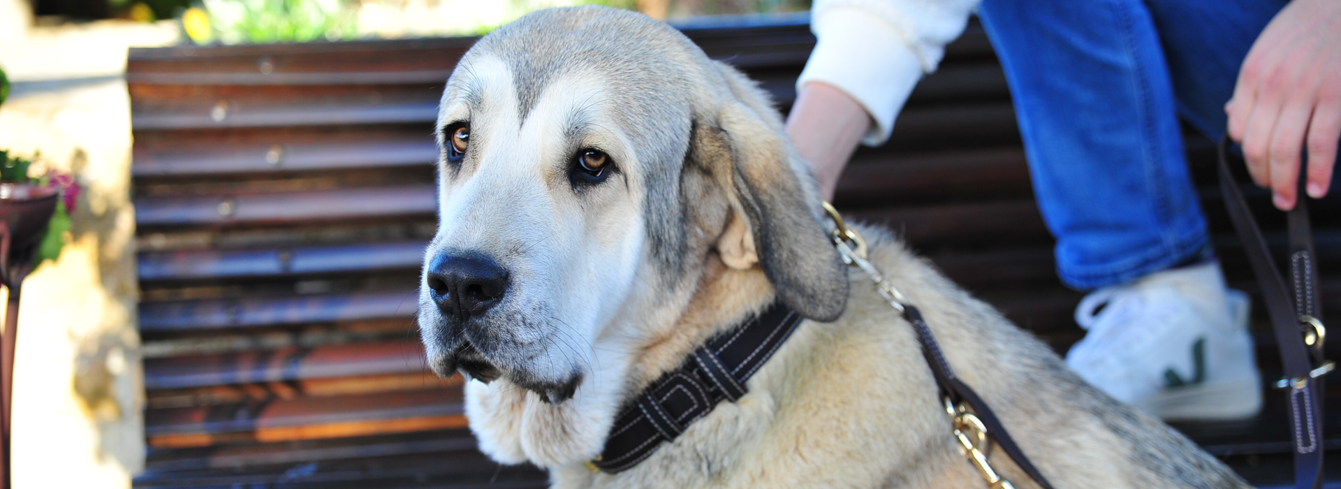 Collares para perros